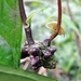 Anthurium llanense Croat 4