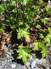 Heuchera alba