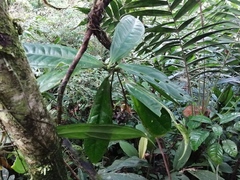 Anthurium llanense
