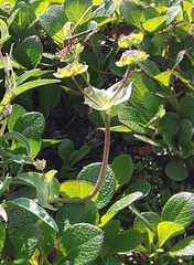 Bupleurum triradiatum