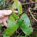 Anthurium leptocaule Croat