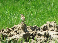 Saxicola maurus