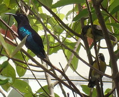Eulampis jugularis