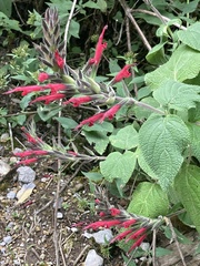 Salvia longistyla