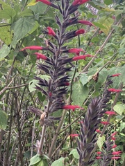 Salvia longistyla