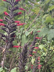Salvia longistyla