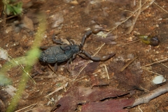 Parabuthus transvaalicus