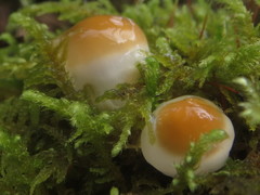 Hygrophorus flavodiscus