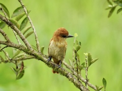 Pachyramphus