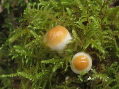Hygrophorus flavodiscus