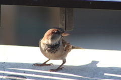 Passer domesticus