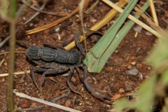 Parabuthus transvaalicus