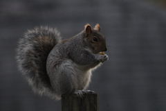 Sciurus carolinensis