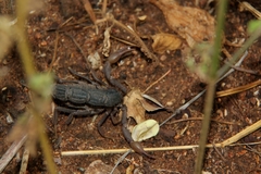 Parabuthus transvaalicus