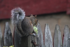Sciurus carolinensis