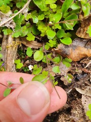 Myosotis chaffeyorum