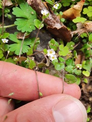 Myosotis chaffeyorum