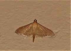 Bradina admixtalis