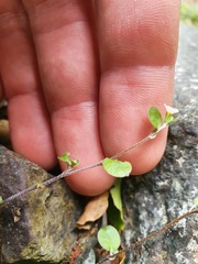 Myosotis chaffeyorum
