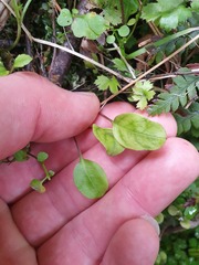 Myosotis chaffeyorum