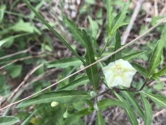 Chamaesaracha edwardsiana