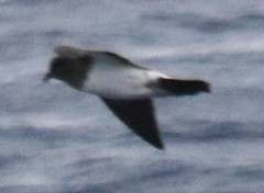 Fregetta grallaria