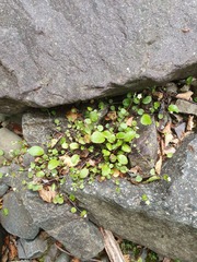 Myosotis chaffeyorum