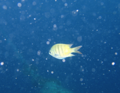 Abudefduf whitleyi