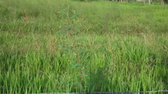 Aeschynomene sensitiva