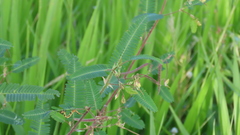 Aeschynomene sensitiva