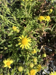 Senecio lautus