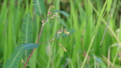 Aeschynomene sensitiva