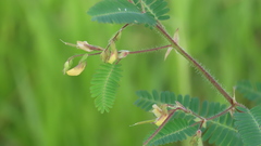 Aeschynomene sensitiva