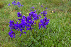 Dracocephalum grandiflorum