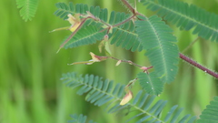 Aeschynomene sensitiva