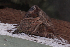 Dichromia quinqualis