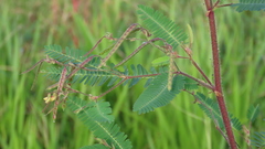 Aeschynomene sensitiva