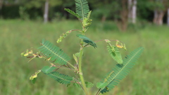 Aeschynomene sensitiva