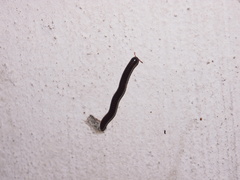 Leptogoniulus sorornus