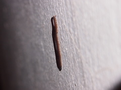 Leptogoniulus sorornus