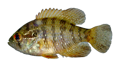 Banded Sunfish