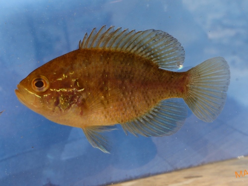 Banded Sunfish