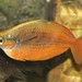 Red Rainbowfish - Photo (c) 
Emőke Dénes, some rights reserved (CC BY-SA)