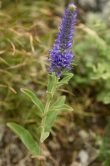Veronica porphyriana