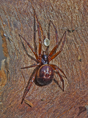 Steatoda nobilis