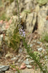 Veronica pinnata