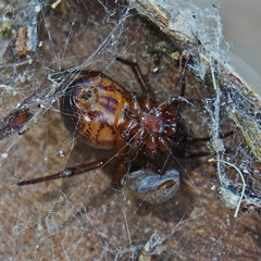 Steatoda nobilis