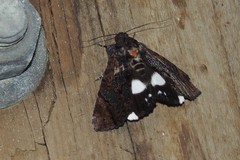 Catephia linteola