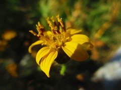 Simsia foetida