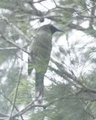 Anthochaera chrysoptera